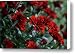 Crimson and Clover Canvas Print / Canvas Art - Artist Shelley Neff
