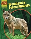 Woodland and forest animals