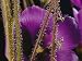 Close-up of the Reed-Like Stems and Flower of a Byblis Plant Photographic Poster Prin...
