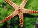Close Up of Starfish on Slimy Algae Photographic Poster Print, 16x12