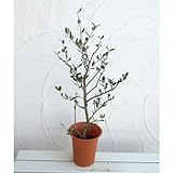 オリーブ：ルッカ 6号ポット[オイル用品種][苗木]