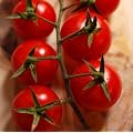 Rote, s��e Cherry-Tomate - auch f�r den K�bel - Zuckertraube - 10 Samen