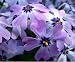 Emerald Blue Hardy Phlox - 4 Potted Plants - Hardy -50F