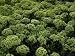 Green Flowers Looking Like Broccoli, Mystic, Connecticut Photographic Poster Print by Todd Gipstein, 24x32