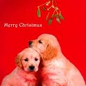 Friends - 10 Cancer Research UK Charity Christmas Cards - All profits go towards our life-saving work