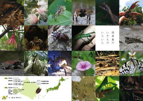カメが好き! かめ亀KAME図鑑 (P‐Vine BOOKs)