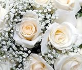 Baby's Breath Flowers, Wholesale 10 Bunches