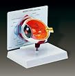 Cutaway Eye Model G275