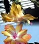 Hirt's Yellow Christmas Cactus Plant-Zygocactus - 4" Pot