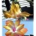 Hirt's Yellow Christmas Cactus Plant-Zygocactus - 4" Pot