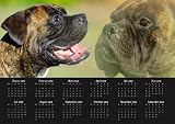 Eigenschaften Das Tierporträt  / Jahresplaner Kalender Boxer 2009