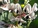 Broad Bean Flower 2 - 18