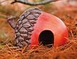 Acorn Toad Home