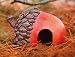 Acorn Toad Home