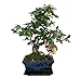 Bonsai Fukientee - Carmona microphylla - 6ans