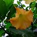 Summer Sunrise Angel's Trumpet 15 Seeds