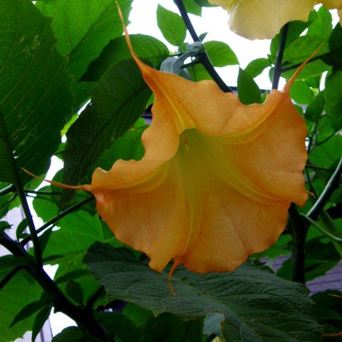 Summer Sunrise Angel's Trumpet 15 Seeds