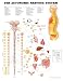 * Laminated Anatomical Chart * Coated with durable 10-mil clear plastic * Includes grommet holes for hanging * Designed to serve as reference material * 20" x 26"