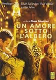 Un Amore Sotto LAlbero