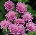 'Pink Diamonds' Pincushion Flower - Scabiosa - Long Blooming - Potted 'Pink Diamonds' Pincushion Flower - Scabiosa - Long Blooming - Potted