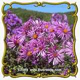 1 Lb Pink New England Aster (Aster novae-angliae variation) Bulk Wildflower Seeds