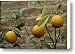 Close-up Of Lemons Growing On A Tree Canvas Print / Canvas Art - Artist Todd Gipstein