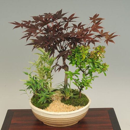 盆栽：野村もみじ寄せ(信楽焼鉢)