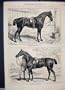 1874 Horse Islington Prince Wales Bob Cashier Armstrong