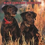 Labrador Retrievers, Black 2008 Square Wall Calendar