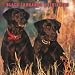 Labrador Retrievers, Black 2008 Square Wall Calendar