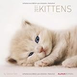 Katzenbabys 2011: Broschürenkalender