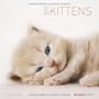 Katzenbabys 2011: Brosch�renkalender