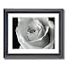 Rose Flower B/W Photo Decor Picture Framed Art Print