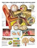 The The Ear: Organs of Hearing and Balance Anatomical Chart