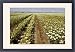 Framed Prints of Carrots - being grown as a seed crop from Ardea Wildlife Pets