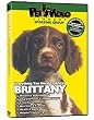 BRITTANY SPANIEL DVD! Includes Bonus Dog & Puppy Training