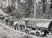 Horses are Used to Pull Large Tree Trunks on Railway Carriages in California Photographic Poster Print, 18x24