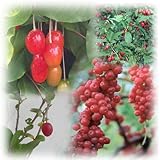 グミ3品種（ビックリグミ・夏グミ・秋グミ）セット[昔懐かしい里山の果樹　受粉セット][苗木]