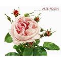 Alte Rosen