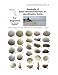 Seashells of Bahia Honda State Park, Fl Identification Guide (Beach by Beach Seashells, Bahia Honda, FL)