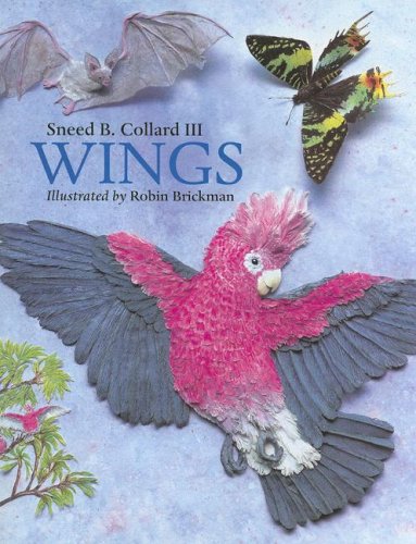 Wings