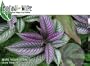 Botani Wipe For Plants - with 100% Organic Neem Oil - Wipe Away Pests, Molds & Dust