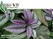 Botani Wipe For Plants - with 100% Organic Neem Oil - Wipe Away Pests, Molds & Dust