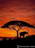 African Sunset Wall Mural