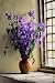 Canterbury Bells - 24