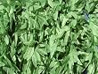 Luau Hawaiian Party Supply Green Leaves Leis/Lei (12)
