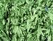 Luau Hawaiian Party Supply Green Leaves Leis/Lei (12)
