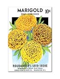 Marigold Seed Packet Artwork Fridge Magnet