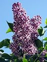 Sensation French Lilac - Syringa - Extremely Fragrant