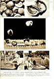1951 MEXICAN BEANS BRINCADORES SPORT JUMPING ROULETTE